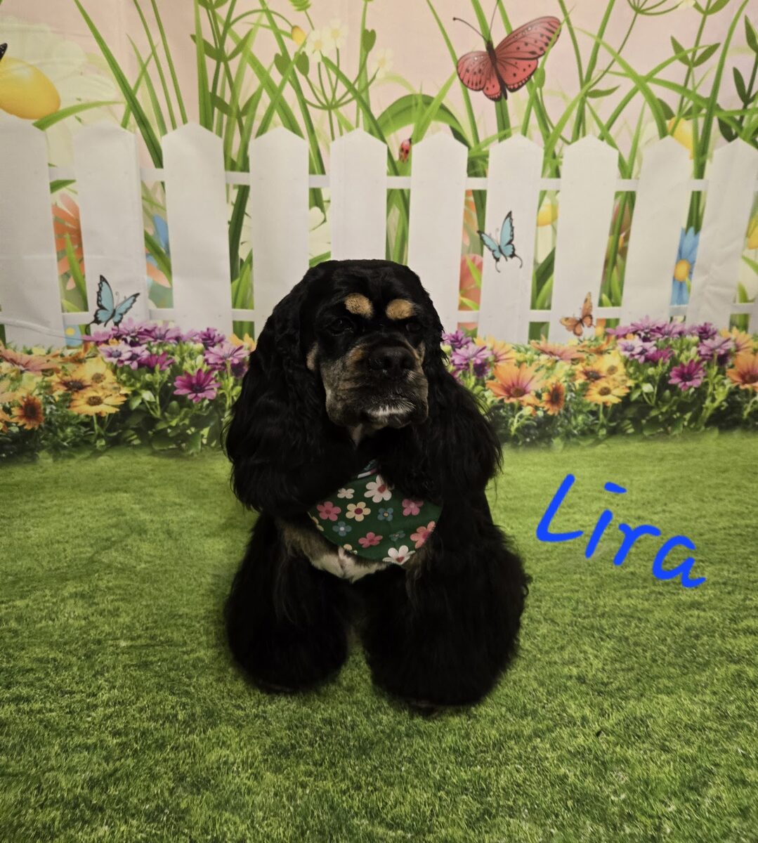 A dog groomed at Kloud9 Grooming