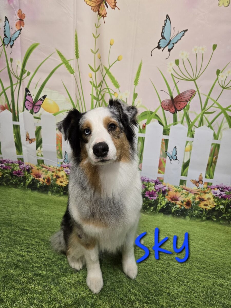 A blue merle Australian Shepherd
