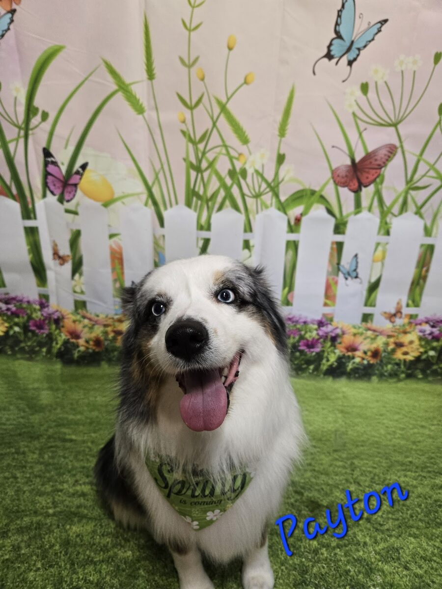 A dog groomed at Kloud9 Grooming