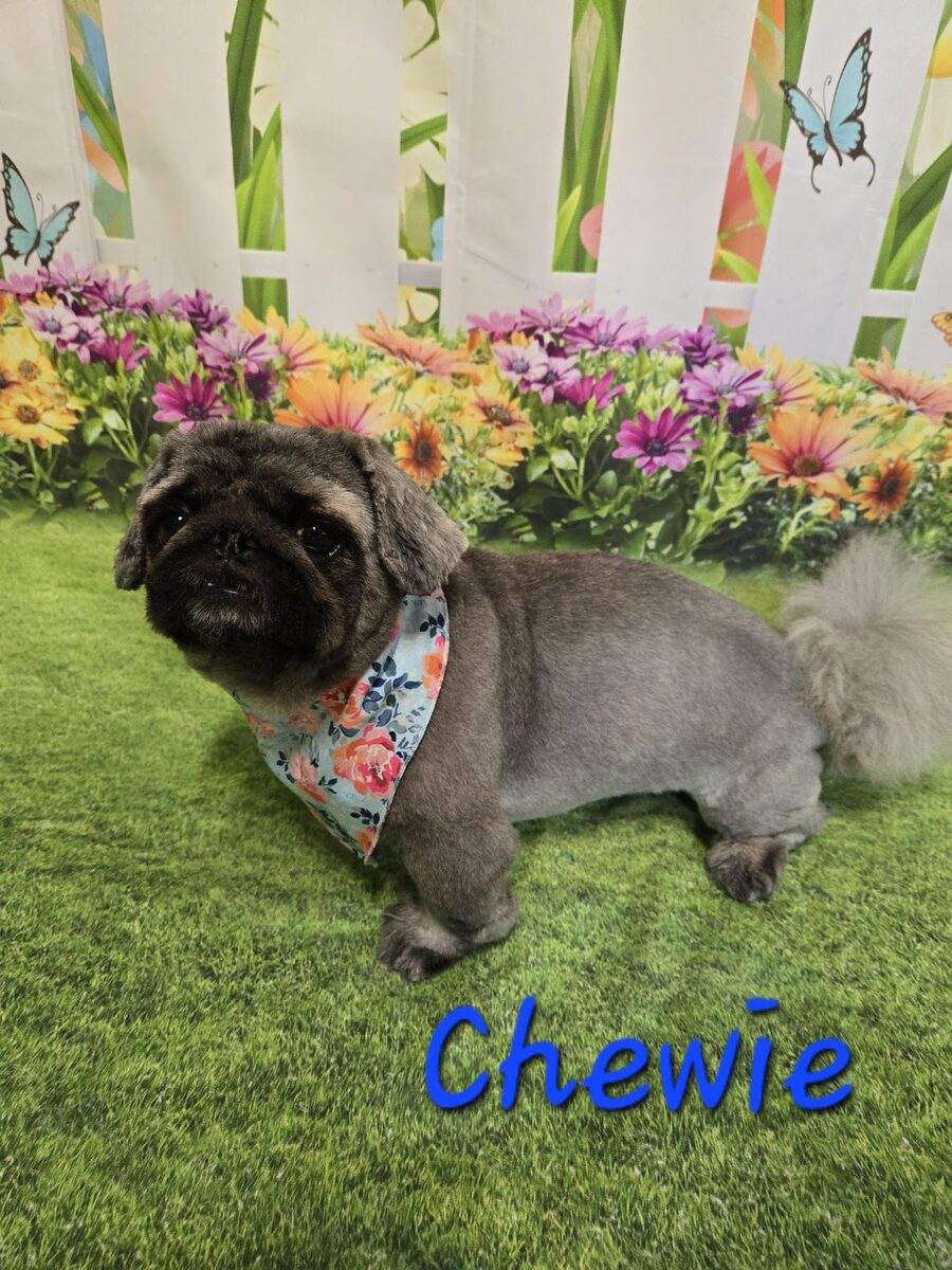 A dog groomed at Kloud9 Grooming
