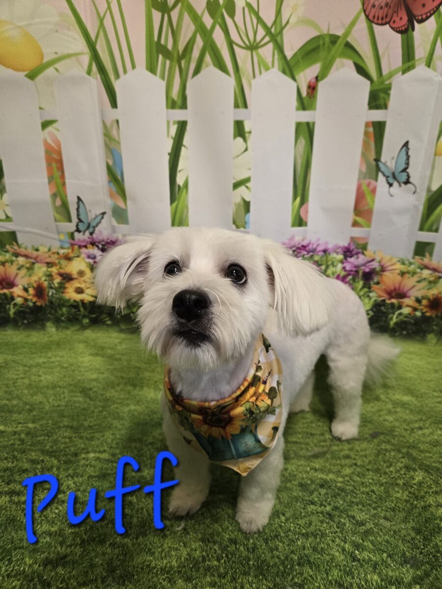 A dog groomed at Kloud9 Grooming