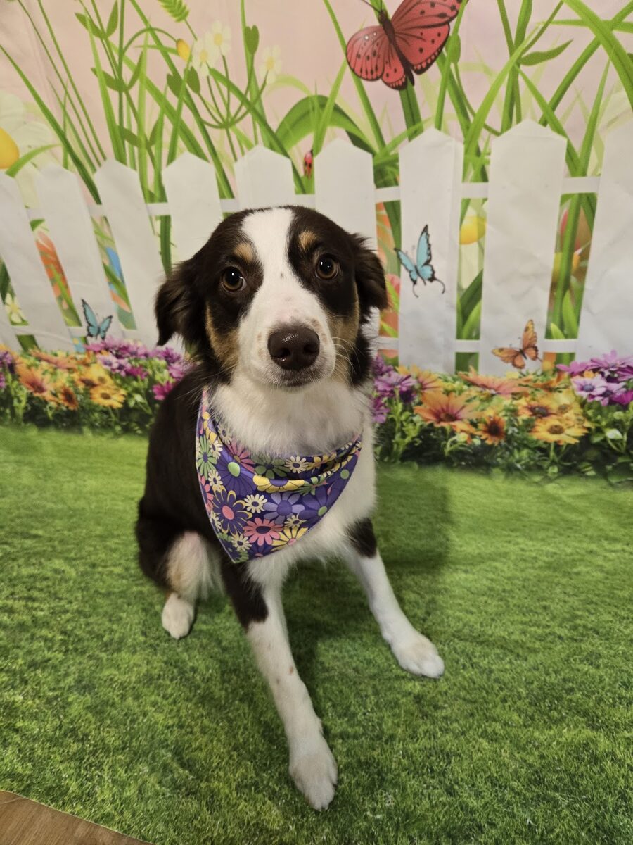 A dog groomed at Kloud9 Grooming