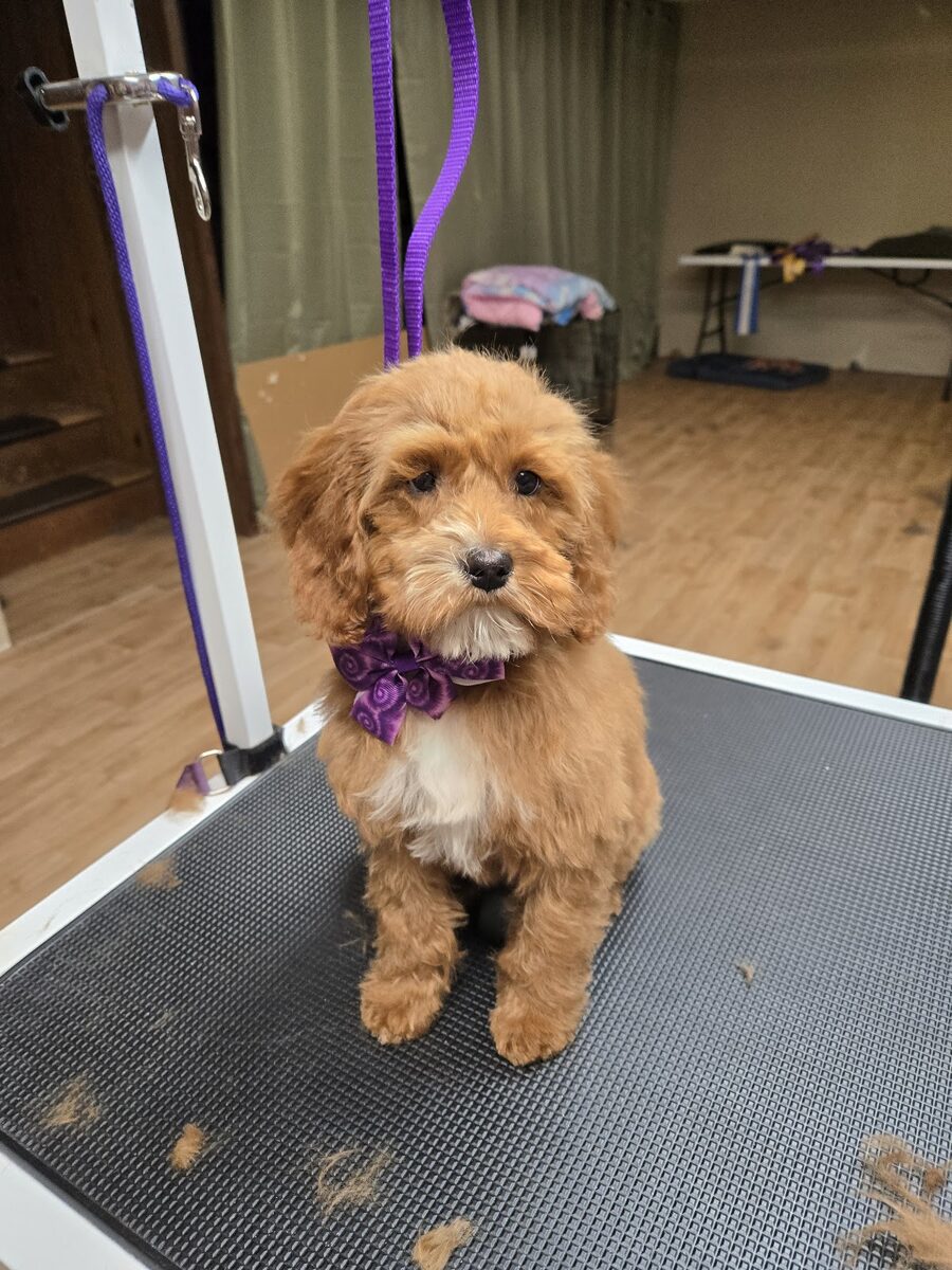 A freshly groomed cavapoo