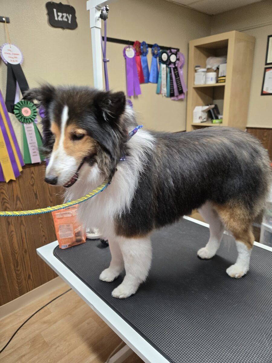 Show Dog Maintenance Grooming