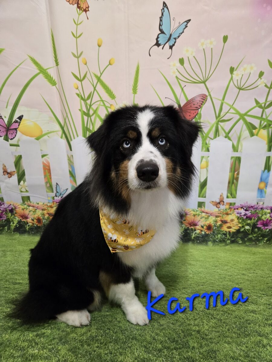 A dog groomed at Kloud9 Grooming