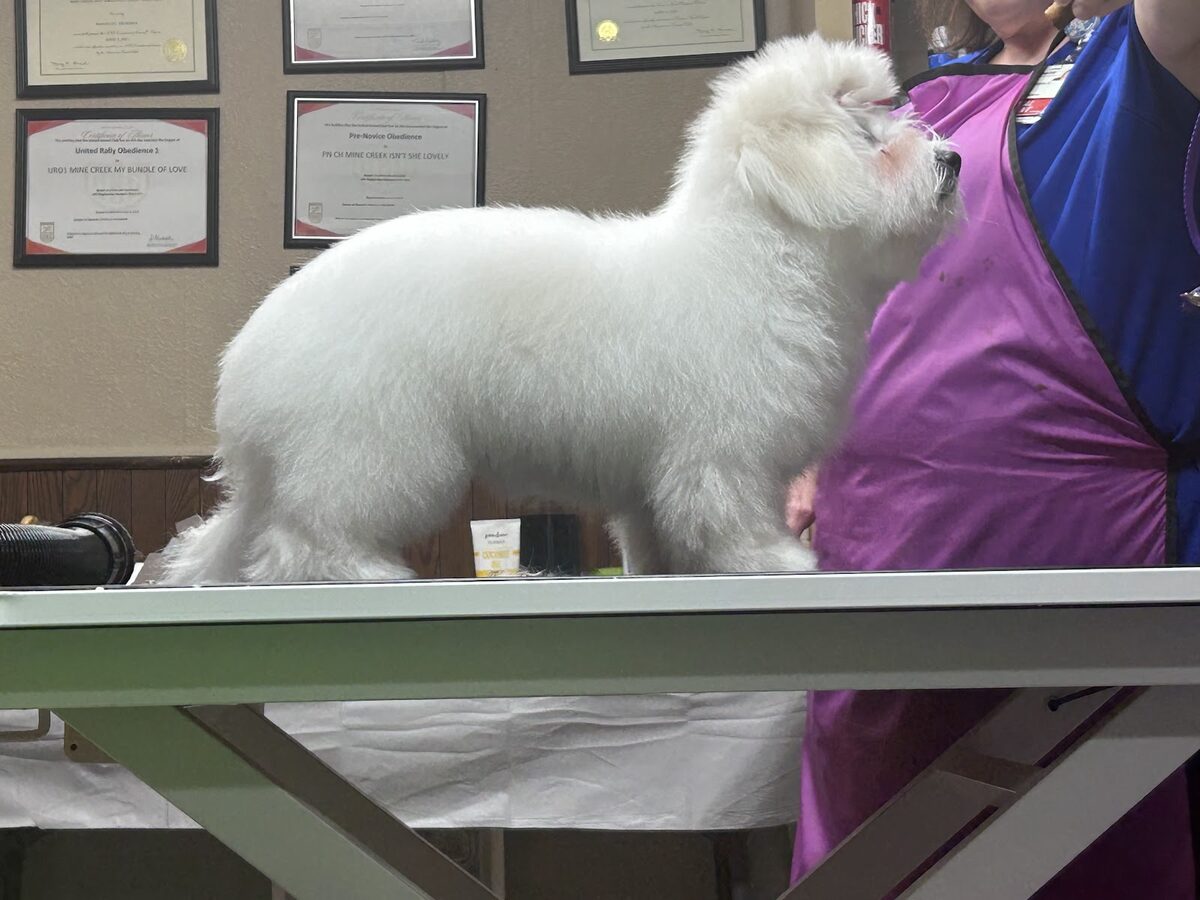A freshly groomed white dog